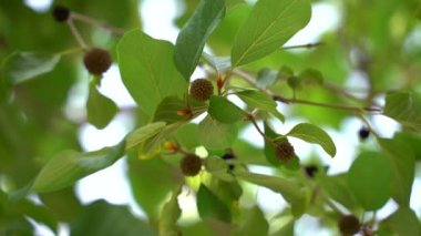 Neolamarckia cadamba, Anthocephalus cadamba olarak da bilinir.