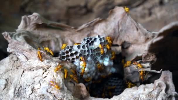 乡间的蜂群与野蜂为伍 纸巾皇后建造了她的巢 蜂窝上一只黑色黄蜂的特写照片 全景格式 — 图库视频影像