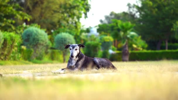 Hond Ligt Green Grass Close Witte Huiselijke Hond Laying Ontspannen — Stockvideo
