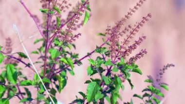Güneşli bir günde bahçede Tulsi ya da Kutsal Fesleğen ağacı. Tulsi ayurvedic tıpta kullanılır..