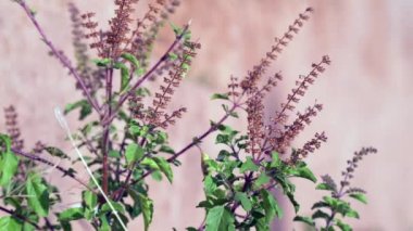 Güneşli bir günde bahçede Tulsi ya da Kutsal Fesleğen ağacı. Tulsi ayurvedic tıpta kullanılır..