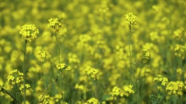 Canola sahasında. Gözyaşı tohumu bitkisi, yeşil enerji için kolza kolza kolza tohumu. Sahadaki sağlıklı yiyecek yağı için sarı tecavüz çiçeği. İlkbahar altın çiçekleri. Hardal çiçeği tarlası tamamen çiçek açıyor..
