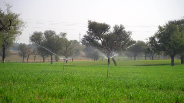 Teknikbaserad Automatisk Sprinklerbevattning Jordbruksområdet Modernt Bevattningssystem Och Spara Vatten Koncept — Stockvideo