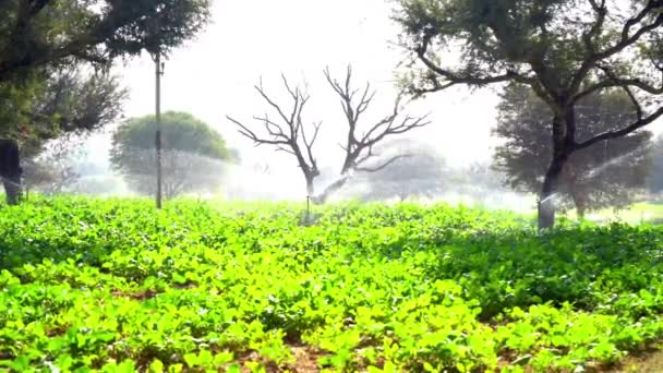 Nowa Technologia Automatyczne Nawadnianie Zraszaczy Rolnictwie Nowoczesny System Nawadniania Oszczędność — Wideo stockowe