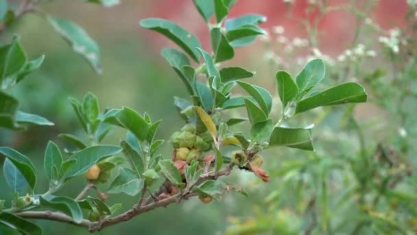 含有新鲜叶子的Ashwagandha干根药草 也被称为Withania Somnifera Ashwagandha Indian Ginseng Poison Gooseberry或Winter Cherry — 图库视频影像