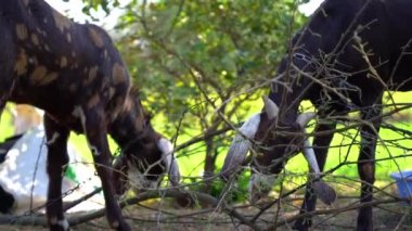 Genç bir Kızılderili Keçi Yeşil Çimen Toprakları 'nda Kalkıyor.