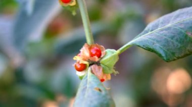 Ashwagandha Kuru Kök Şifalı Bitki ve Taze Yapraklar, Withania Somnifera, Ashwagandha, Indian Ginseng, Poison Gooseberry, veya Winter Cherry olarak da bilinir..