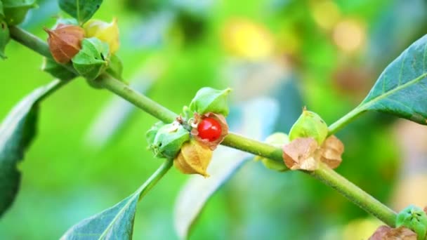 Ashwagandha Kuru Kök Şifalı Bitki Taze Yapraklar Withania Somnifera Ashwagandha — Stok video