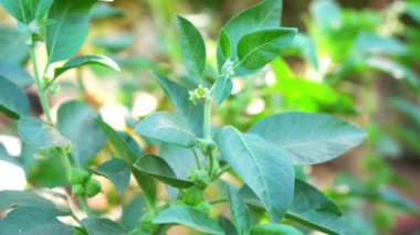 Ashwagandha Kuru Kök Şifalı Bitki ve Taze Yapraklar, Withania Somnifera, Ashwagandha, Indian Ginseng, Poison Gooseberry, veya Winter Cherry olarak da bilinir..