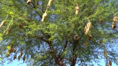 Doğada ağacın dalına kuş yuvası ören Baya. Güneşli bir gün, asılan kuşlar akasya dalına yuva yapar. Akasya ağacında asılı olan çok dokumacı kuş yuvalarının manzara görüntüsü.