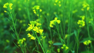 Canola sahasında. Gözyaşı tohumu bitkisi, yeşil enerji için kolza kolza kolza tohumu. Sahadaki sağlıklı yiyecek yağı için sarı tecavüz çiçeği. İlkbahar altın çiçekleri. Hardal çiçeği tarlası tamamen çiçek açıyor..