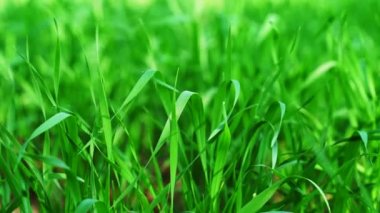 Hint tarımı, yeşil buğday tarlası Hindistan. Günaydın, buğday ekinleri. Sıralar dolusu taze buğday filizleri. Sahada yeşil çimenler.