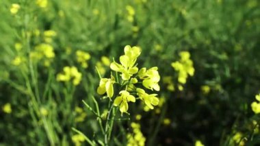 Canola sahasında. Gözyaşı tohumu bitkisi, yeşil enerji için kolza kolza kolza tohumu. Sahadaki sağlıklı yiyecek yağı için sarı tecavüz çiçeği. İlkbahar altın çiçekleri. Hardal çiçeği tarlası tamamen çiçek açıyor..
