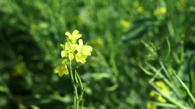 Canola sahasında. Gözyaşı tohumu bitkisi, yeşil enerji için kolza kolza kolza tohumu. Sahadaki sağlıklı yiyecek yağı için sarı tecavüz çiçeği. İlkbahar altın çiçekleri. Hardal çiçeği tarlası tamamen çiçek açıyor..