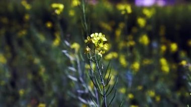 Canola sahasında. Gözyaşı tohumu bitkisi, yeşil enerji için kolza kolza kolza tohumu. Sahadaki sağlıklı yiyecek yağı için sarı tecavüz çiçeği. İlkbahar altın çiçekleri. Hardal çiçeği tarlası tamamen çiçek açıyor..
