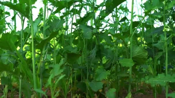 Świeże Kręcone Liście Musztardy Zielone Liście Musztardy Uprawiają Ogród Warzywny — Wideo stockowe