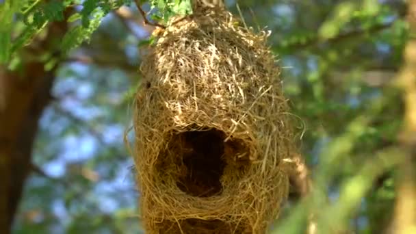 自然の中で木の枝にバヤ織の鳥の巣 晴れた日には アカシアの木の枝に多くの巣をぶら下げている アカシアの木にぶら下がっているバヤウィーバー鳥の巣のグループの風景 — ストック動画