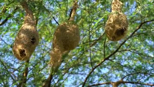 自然の中で木の枝にバヤ織の鳥の巣 晴れた日には アカシアの木の枝に多くの巣をぶら下げている アカシアの木にぶら下がっているバヤウィーバー鳥の巣のグループの風景 — ストック動画