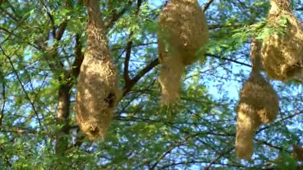 Baya Tecelão Pássaro Ninho Ramo Árvore Natureza Dia Ensolarado Pássaros — Vídeo de Stock