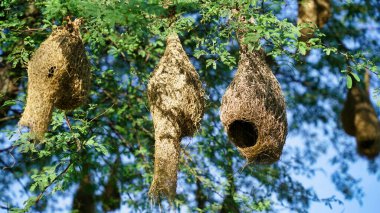 Yuvalar, samandan yapılmış dokumacı kuş yuvaları, bölgedeki dallara doğal olarak yuva kurarlar..