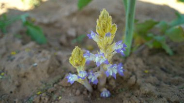 Gran Canaria 'dan Flora - mavi çiçekli Orobanche, muhtemelen Orobanche purpurea, Mor Süpürge paraziti doğal makro çiçekli bitki