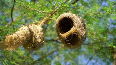 Yuvalar, samandan yapılmış dokumacı kuş yuvaları, bölgedeki dallara doğal olarak yuva kurarlar..