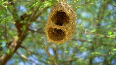 Yuvalar, samandan yapılmış dokumacı kuş yuvaları, bölgedeki dallara doğal olarak yuva kurarlar..
