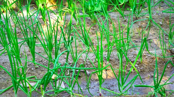 Green garlic grows in the ground in the spring in the early morning, close-up. Organically grown plantation of garlic in the vegetable garden. Selective focus.