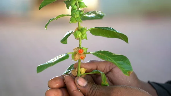 Withania somnifera plant known as Ashwagandha. Indian ginseng herbs, poison gooseberry, or winter cherry. Ashwagandha Benefits For Weight Loss and healthcare