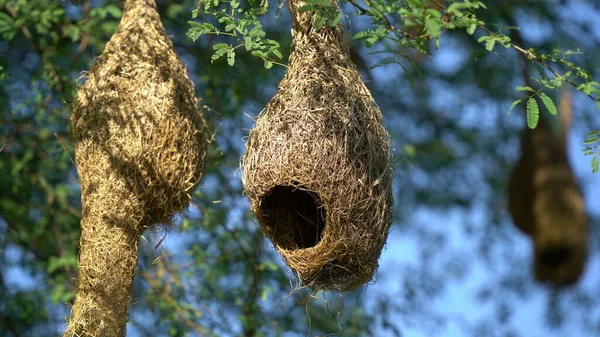 Nests, weaver bird Nest made of hay ,Skylark nests on branches in the area to come naturally.