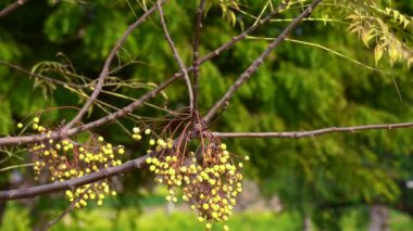 Parktaki yeşil ağaç dalları 