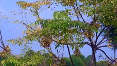 Parktaki yeşil ağaç dalları 