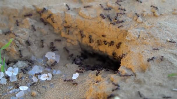 蚁丘附近沙漠中的黑蚂蚁 刺猬蚂蚁 杨木上的野花守护孔 这种昆虫可能是木材上的主要害虫 — 图库视频影像