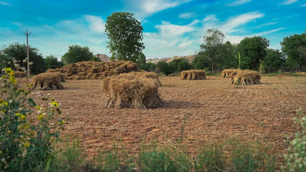 Çiftlikteki Saman Yığınları Tarım — Stok fotoğraf