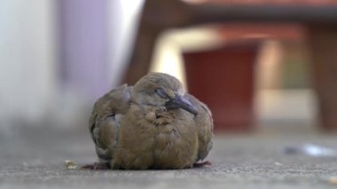 Güven kavramı, küçük bir çocuğun avuçlarında duran küçük bir kuş..