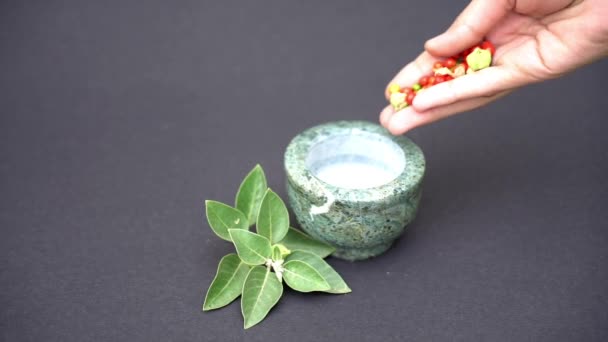アシュワガンハ Ashwagandha ウィターニアの植物 インドの強力なハーブ 毒グーズベリー または冬の桜 Ashwagandhaは減量 ストレス軽減のためのハーブの利点です — ストック動画