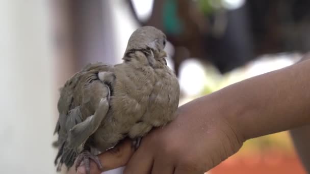 Concepto Confianza Con Pequeño Pájaro Pie Las Palmas Niño — Vídeos de Stock