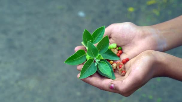 Ashwagandha被称为Withania Somnifera植物生长 印度强大的草本植物 毒醋栗 或冬季樱桃 Ashwagandha是一种药草 对减肥 健康和减轻压力有好处 — 图库视频影像