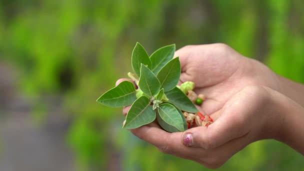 Ashwagandha被称为Withania Somnifera植物生长 印度强大的草本植物 毒醋栗 或冬季樱桃 Ashwagandha是一种药草 对减肥 健康和减轻压力有好处 — 图库视频影像