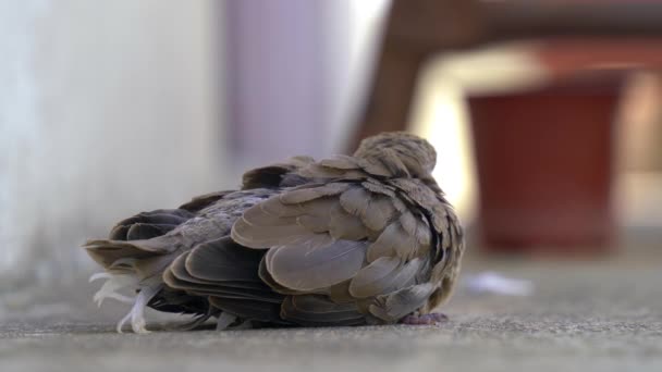Concepto Confianza Con Pequeño Pájaro Pie Las Palmas Niño — Vídeo de stock