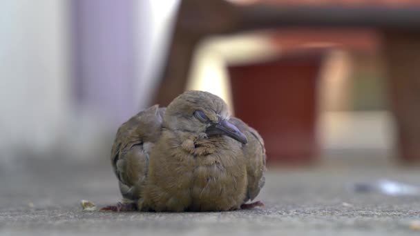 Concepto Confianza Con Pequeño Pájaro Pie Las Palmas Niño — Vídeo de stock