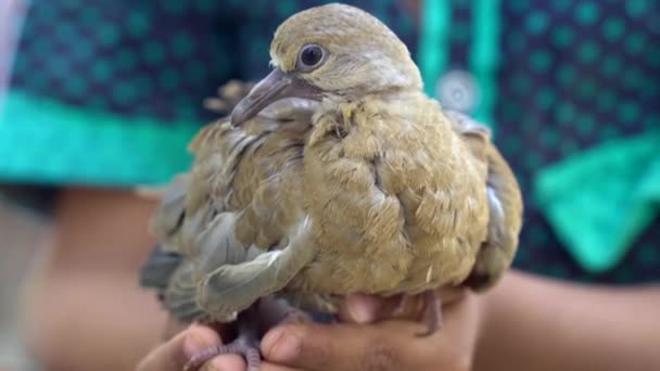 Concept Confiance Avec Petit Oiseau Debout Dans Les Paumes Petit — Video