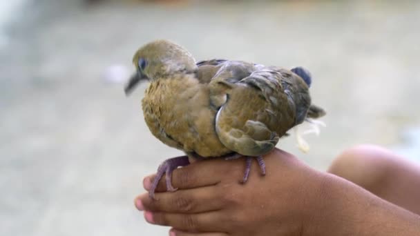 Conceito Confiança Com Pequeno Pássaro Nas Palmas Das Mãos Menino — Vídeo de Stock