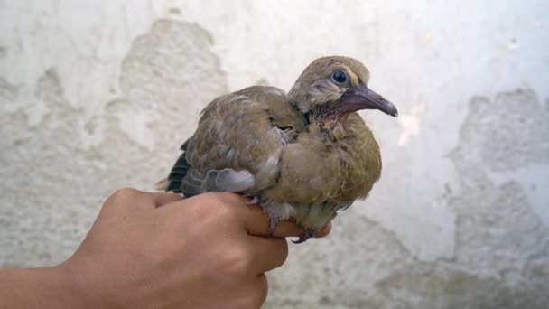 Koncepcja Zaufania Małym Ptakiem Stojącym Dłoniach Małego Chłopca — Wideo stockowe