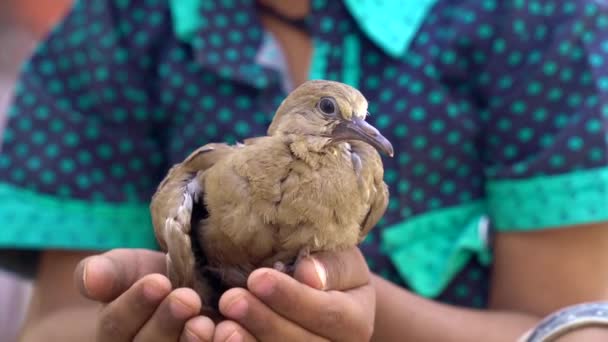 Concept Confiance Avec Petit Oiseau Debout Dans Les Paumes Petit — Video