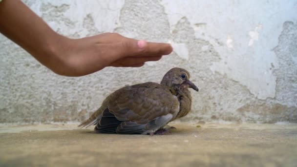 Концепция Доверия Маленькой Птицей Стоящей Ладонях Маленького Мальчика — стоковое видео