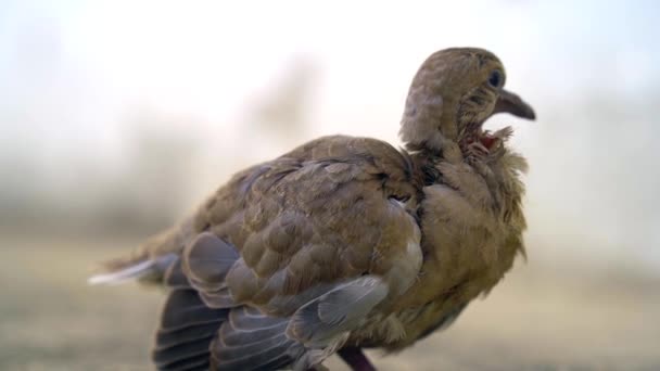 Концепция Доверия Маленькой Птицей Стоящей Ладонях Маленького Мальчика — стоковое видео