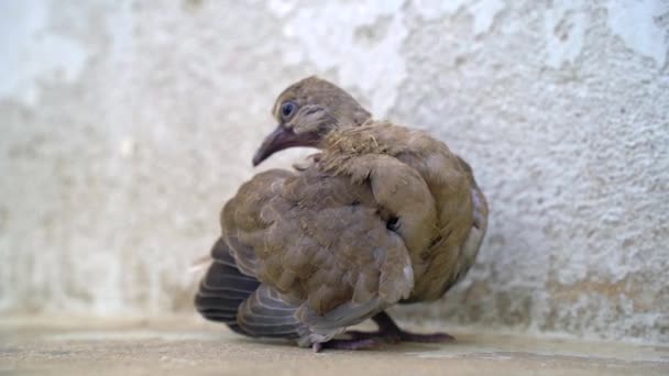 Koncepcja Zaufania Małym Ptakiem Stojącym Dłoniach Małego Chłopca — Wideo stockowe