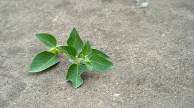 Ashwagandha Kök 'te Taze Yeşil Yapraklar, İlaç Bitkisi, Withania Somnifera, Ashwagandha, Indian Ginseng, Poison Gooseberry, veya Winter Cherry olarak da bilinir. Yeşil arkaplanda izole edilmiş.