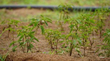 Bahçede yeşil biber yetişiyor. # Çiftlikteki ağaçta asılı duran yeşil dolma biber #